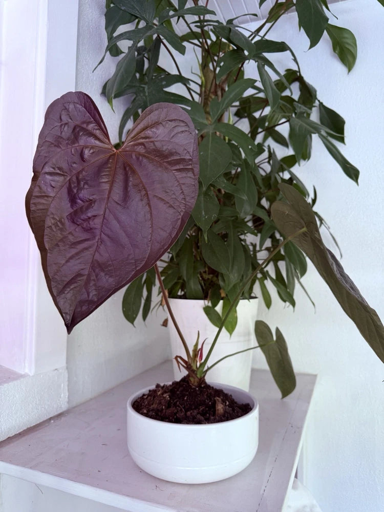 Purple anthurium plant in white pot, heart-shaped dark leaves