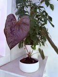 anthurium plants Purple Leaves Moodeanum Orchids