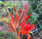 CANNA LILY SEEDS ORANGE FLOWERS TALL STEMS TROPICAL EXOTIC BEAUTY Lily