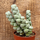 D3940 CRASSULA PLEGMATOIDES pot8,5-H14-W10 cm MaMa Cactus Green Plant