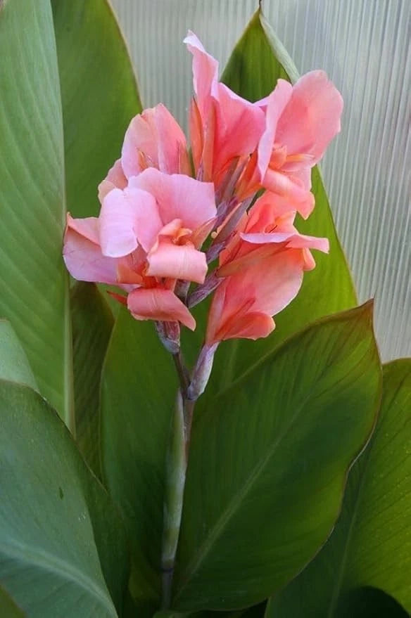 Pink canna lily flower stem with green leaves