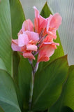 Canna Lily Imported Flower Bulbs All season Pack of 2 Bulbs Lily