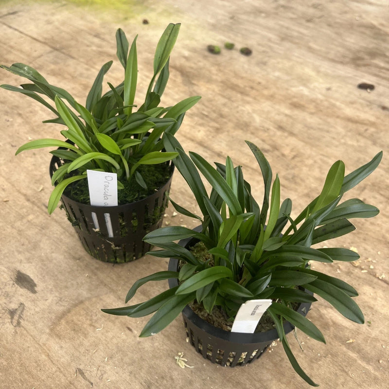 Green orchid plants in black net pots, leafy strap-like foliage