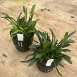 Dracula Astuta 4Ó Net Pot Orchids