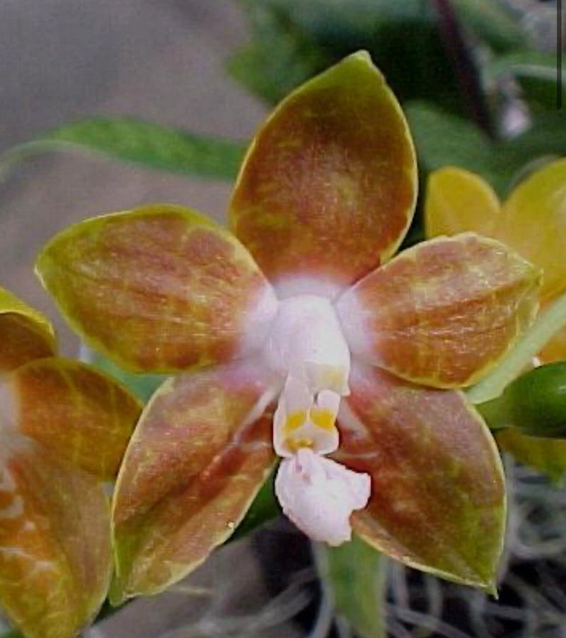 Phalaenopsis venosa orchid with yellow-brown speckled petals and a white center