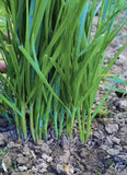 300 Garlic Chives Seeds Non-GMO, 2025 From Garden Free Shipping____(No Tracking) Garden Plants