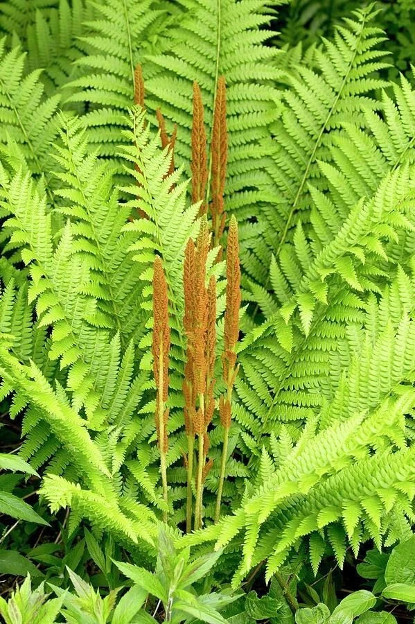 Osmunda cinnamomea (Cinnamon fern) | Bare- root Green Plant
