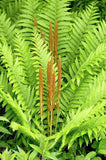 Osmunda cinnamomea (Cinnamon fern) | Bare- root Green Plant