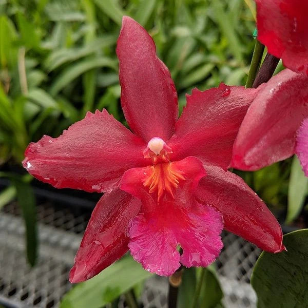 Pink Oncidium orchid flower with ruffled petals and yellow-orange center, close-up