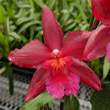 IN SPIKE / BUD ~ Oncidium Orchid ~ Onc. Aloha Kapoho Orchids