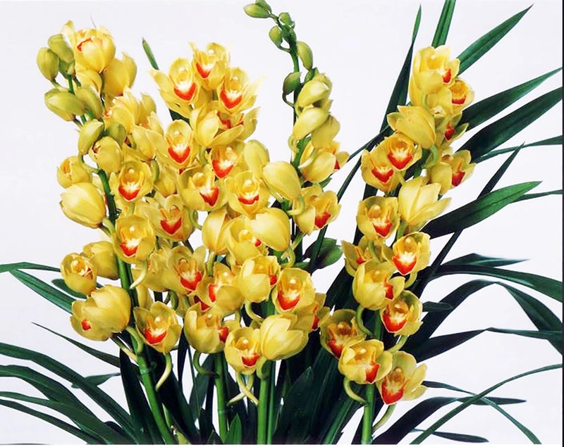 Yellow cymbidium orchid flowers with red centers and green leaves