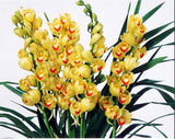 Cymbidium sp. ____ 