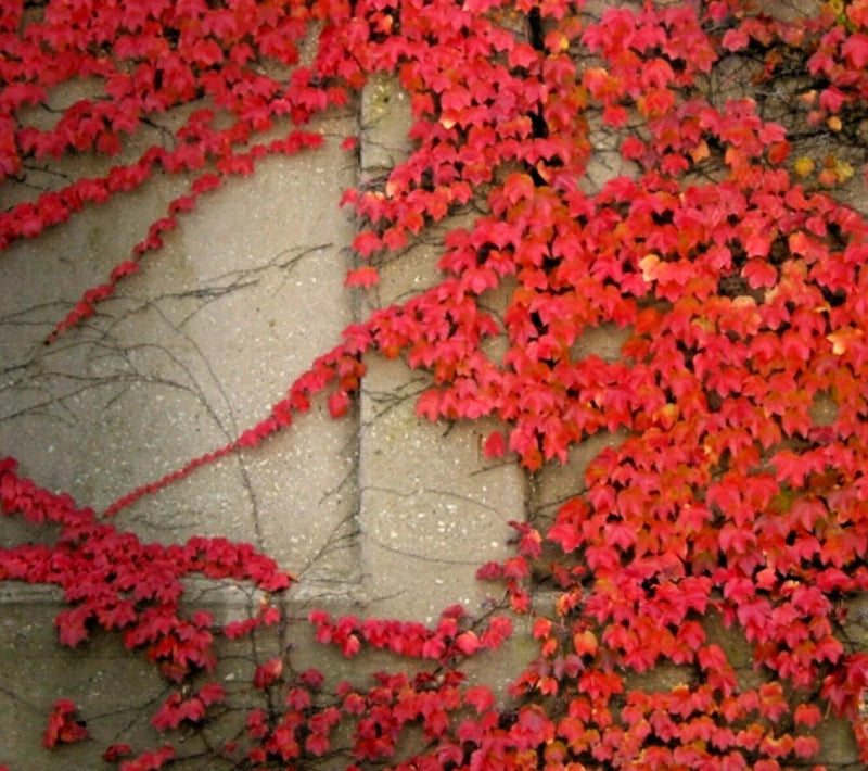 ____Virginia Creeper Live plant seeds Perennial wall Cover Vine red wall ivy 5pc Orchids