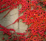 ____Virginia Creeper Live plant seeds Perennial wall Cover Vine red wall ivy 5pc Orchids