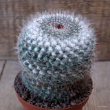 D7609 MAMMILLARIA HANIANA pot10-H11-W9 cm MaMa Cactus Green Plant