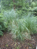 Photo 6x4 Pampas grass in Golders Hill Park Hampstead/TQ2685  c2017 Pampas Grass
