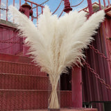 10pcs 40'' White Pampas Grass Tall Decor - Pompas Floral Tall Pampas Grass fo... Pampas Grass