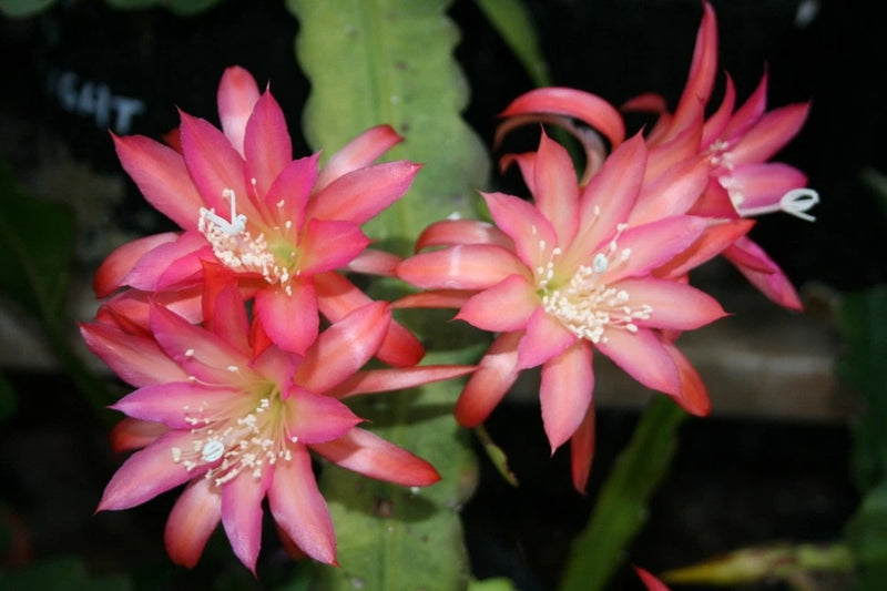 Orchid cactus flowers with pink and peach star-shaped petals