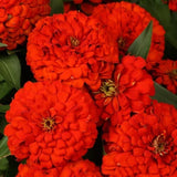 100+ Magellan Scarlet Zinnia Seeds for Garden Planting - USA - FREE SHIPPING! Garden Plants