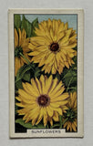 Sunflowers Tobacco Card Gallaher Garden Flowers #38 CC10 Sunflower