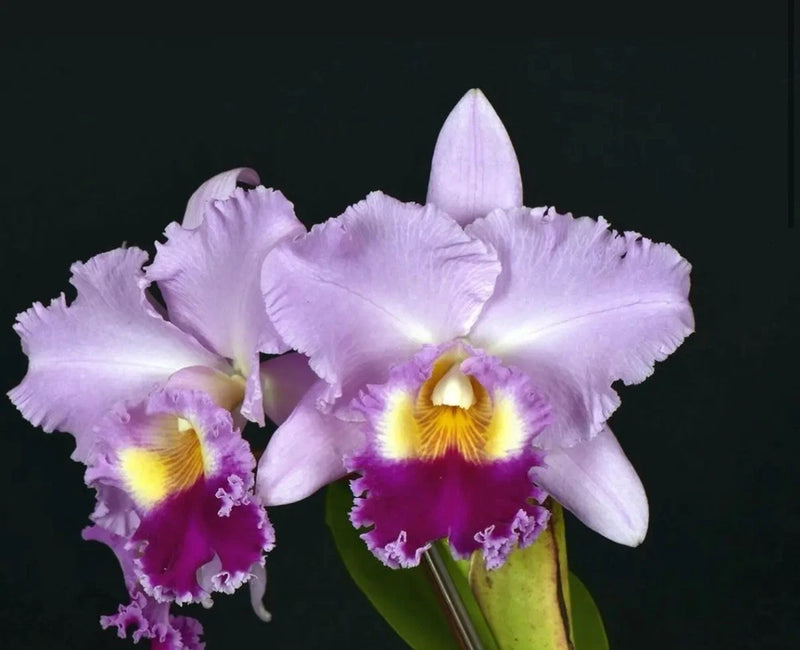 Fragrant hybrid orchid with light lavender petals, ruffled edges, and yellow-red throats