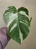 Monstera Albo Variegated Cutting Orchids