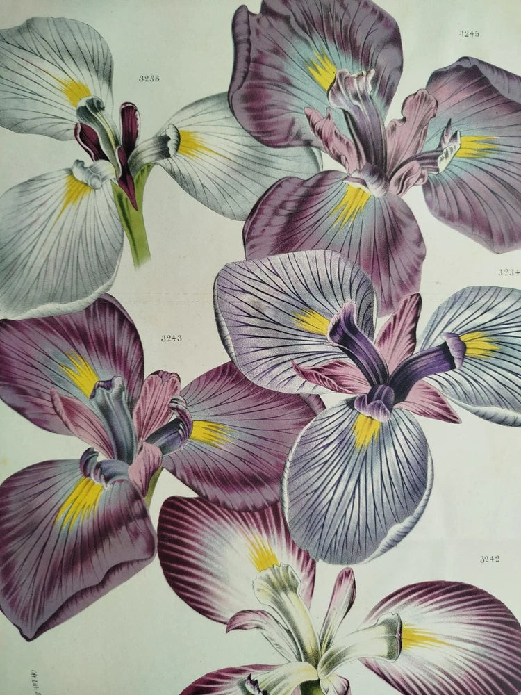 Van Houtte Flore de Serres Large Print Lily Iris Kaempferi (A) - 1870 Lily