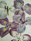 Van Houtte Flore de Serres Large Print Lily Iris Kaempferi (A) - 1870 Lily