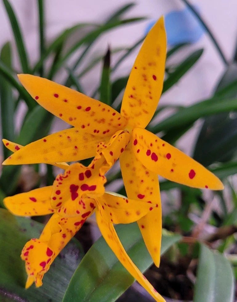 Yellow orchid with red speckles and spotted petals, with green leaves