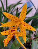 Bc.  Sun Mei Gold 'Sun Spots', two new leads, BS - previously bloomed Orchids