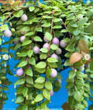 Sphyrospermum ellipticum Newly Established Large Neotropical Ericaceae 4.5Ó Pot Green Plant