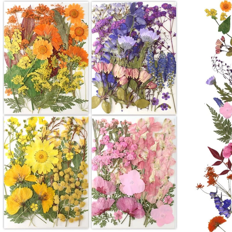 Pressed dried flowers assortment, multi color blooms and leaves in flat card
