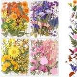 Buzidao 80Pcs Pressed Flowers, Dried Flowers Natural Multi Color-9 Dried Flower