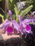 Cattleya Canhamiana, Primary Hybrid seed origin Orchids