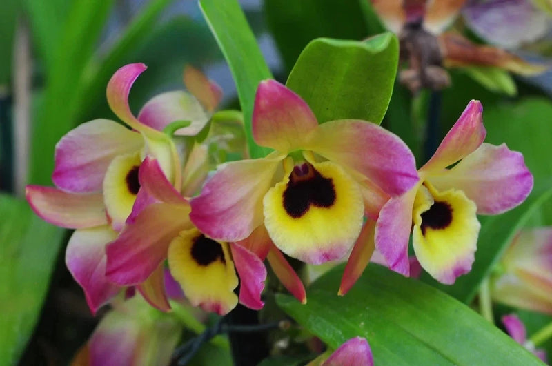 Dendrobium orchid with pink and yellow petals and dark centers, clustered on green leaves