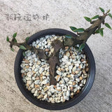 3PCS 8cm Succulent Plant Ceropegia armandii Asclepiadaceae Home Garden Plants Garden Plants
