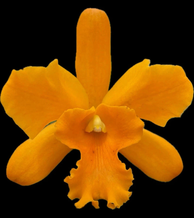 Orange orchid bloom with five rounded petals and ruffled yellow center