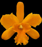 Cattleya Blc Sky Of Sunshine Ô#31Õ Orchid Plant Blooming Size 4Ó 0513 Orchids
