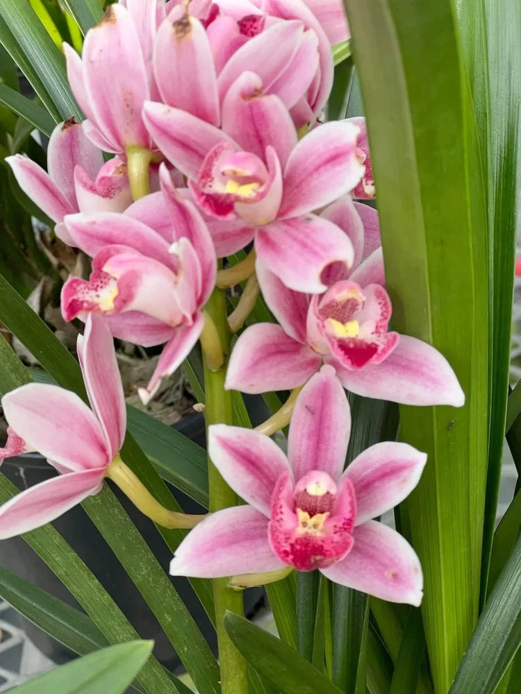 Pink cymbidium pot orchid cluster with long green strap leaves in small pot