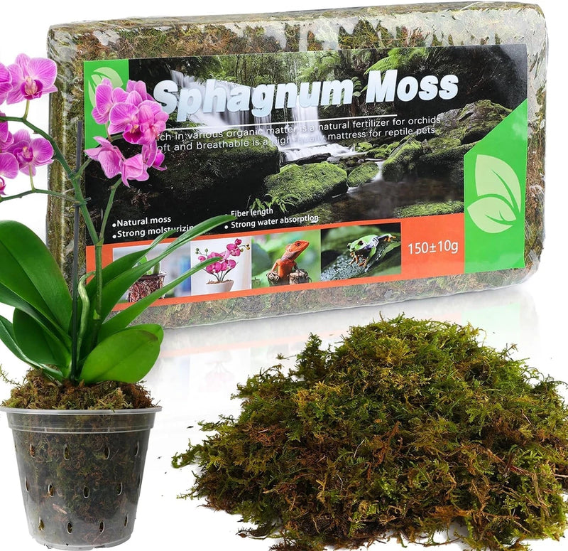 Dried sphagnum potting moss in sealed pack and loose moss for plants