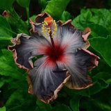 20PCS Rare Black Pink Purple Hibiscus Seeds"Black Rainbow" Giant Flower Tropi... Roses