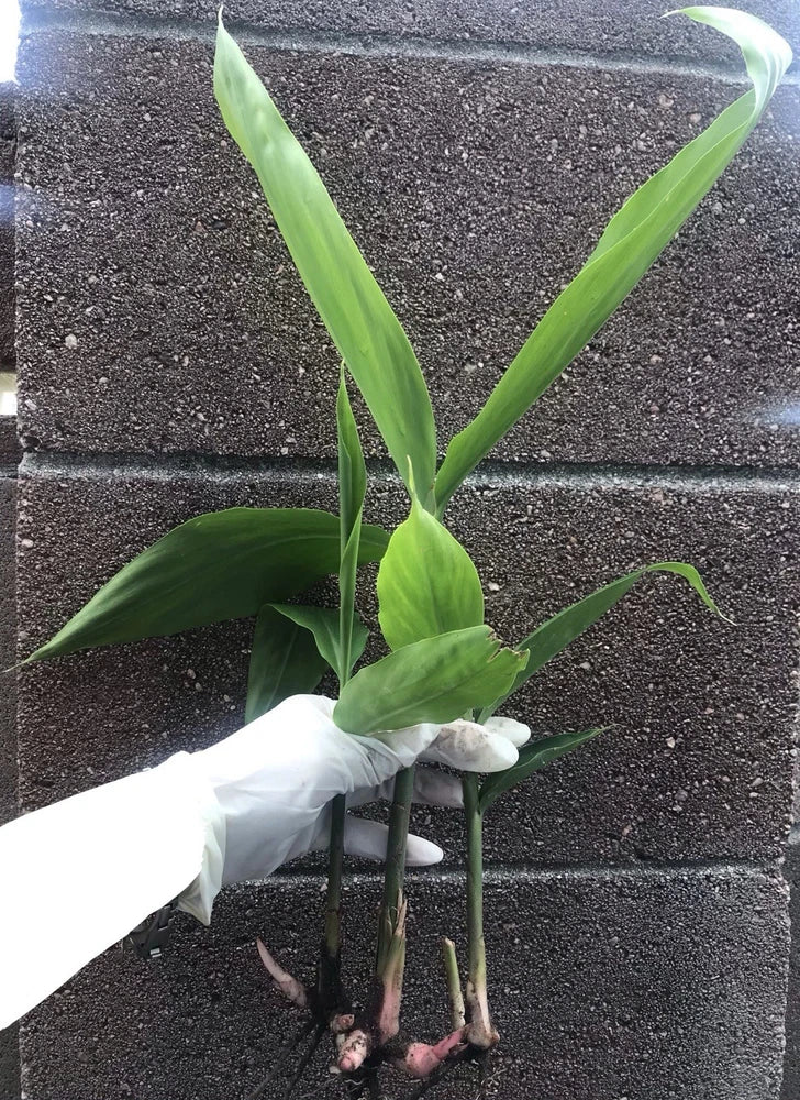 1 Live Plants Galanga Thai Ginger Siamese Ginger Alpinia galangal Ri_ng 14-20Ó Green Plant