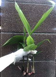 1 Live Plants Galanga Thai Ginger Siamese Ginger Alpinia galangal Ri_ng 14-20Ó Green Plant