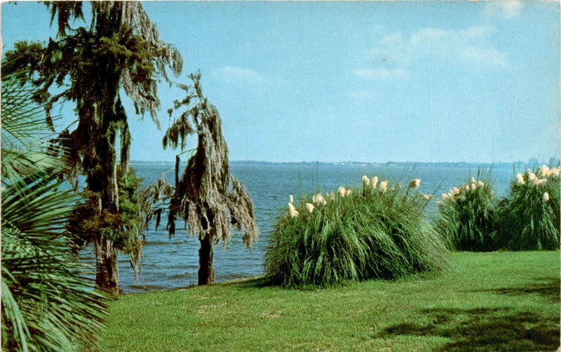 Shafer News Agency, Lake Charles, LA, Pampas Grass, Spanish Moss, Palms Postcard Pampas Grass