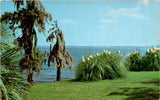 Shafer News Agency, Lake Charles, LA, Pampas Grass, Spanish Moss, Palms Postcard Pampas Grass