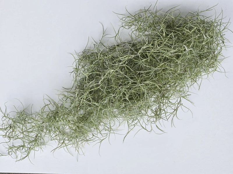 Fresh live Spanish moss strands, green-gray, for orchids and crafts