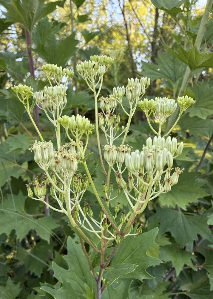 30 Pale Indian Plant Seeds Ð Native Pollinator Gigantic Ð 9ft Tall Perennial Flowering Plants