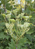 30 Pale Indian Plant Seeds Ð Native Pollinator Gigantic Ð 9ft Tall Perennial Flowering Plants
