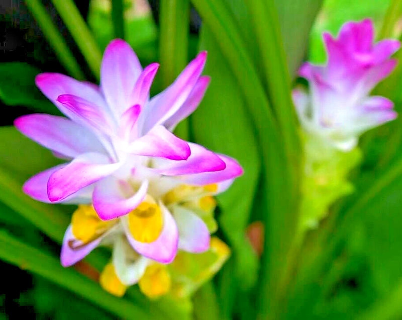 Purple and pink Curcuma turmeric flower cluster with yellow centers