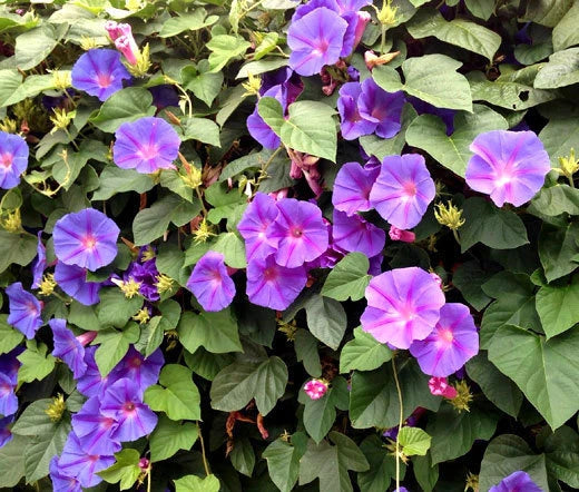 MORNING GLORY MIXED COLORS Ipomoea Purpurea - 1,000 Bulk Seeds Flowering Plants